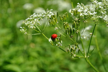 Biedronka © bnorbert3