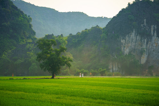 Vietnam landscape with green rice field, big tree and women in traditional dress Ao Dai walking on road