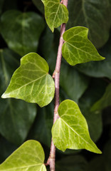Branch of ivy