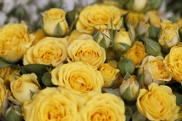 Yellow rose in spring, Colorful photo of yellow roses with green background, Selective focus with very shallow depth of field