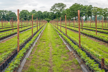 Fototapeta na wymiar Raspberry nursery with potted plants at the beginning of the growing season