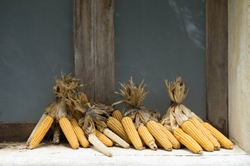 Dry corn pod