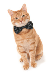 Sitting and looking ginger cat with bow tie.