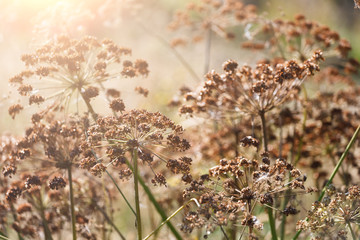 Closeup of dill umbrellas growing on the field - obrazy, fototapety, plakaty