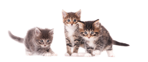 Three young playful kittens on white