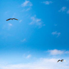 two white seagulls flying in a cloudy sky. above and below composition