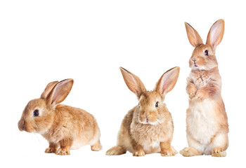 Fototapeta premium Zabawny królik stoi na tylnych łapach