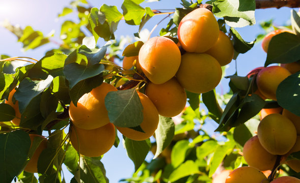 Fresh and ripe apricots on the branch