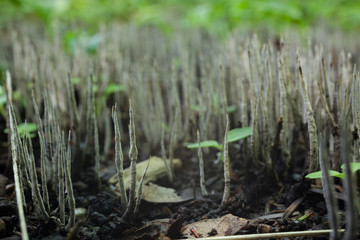 森の中のキノコ