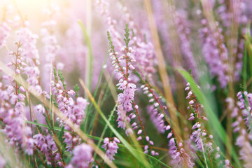 Obraz premium Summer field flowers blossoming. Close-up, floral background
