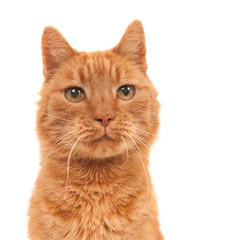 Portrait of a looking ginger cat on white.