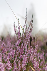 Purple field flowers background