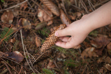 A close-up macro view of a hand holding cone of spruce on a dark forest background.