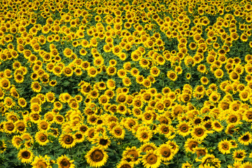 Fototapeta premium Sonnenblumen
