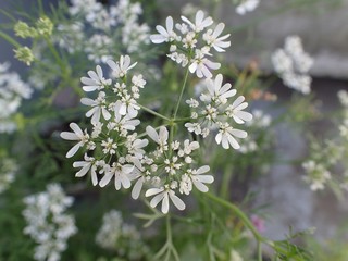 パクチーの花
