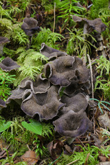 森の中のキノコ