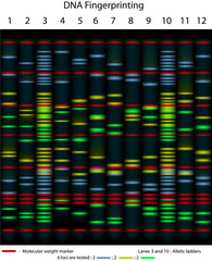 DNA fingerprinting gel