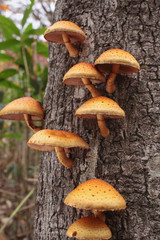 森の中のキノコ