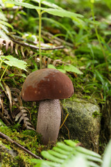 森の中のキノコ