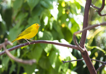 vancouver British Columbia. CANADA