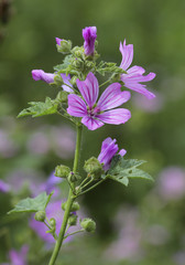 Fototapeta premium Wilde Malve Blüten (Malva sylvestris)