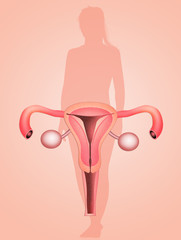 illustration of vagina