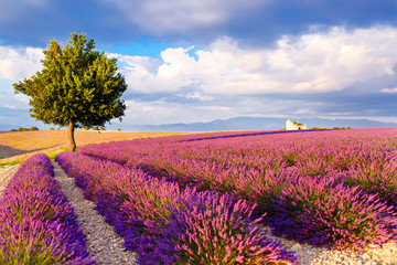 Lavender fields near Valensole in Provence, France.