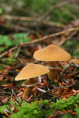 森の中のキノコ