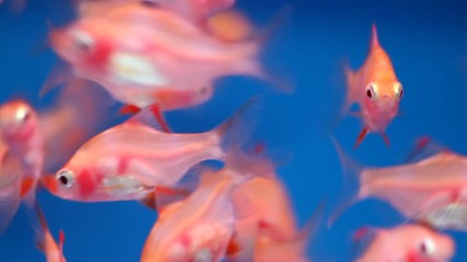 Albino Tiger Barb Tropical fish