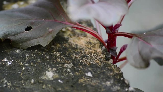 Closeup Video Clip Full HD of Red Flat Back Millipede Crawling on Cement Floor in Thailand, Order Polydesmida