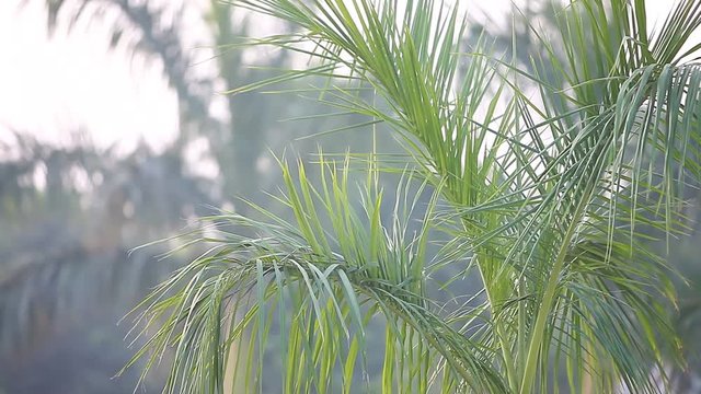 Video trees and plants in the morning in a tropical park India