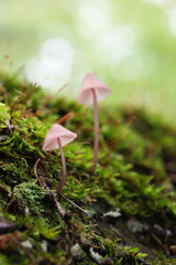 森の中のキノコ