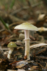 森の中のキノコ