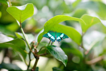 A shallow focus closup image of a beautiful Butterfly