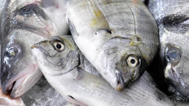 Close-up a bunch of fishes. 4k quality.
