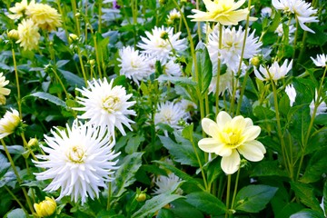 Dahlien - Blumenbeet