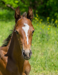 Portrait of young foal on a summer pasture