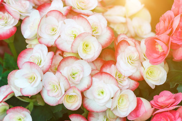 Beautiful flower and green leaf background in garden at sunny summer or spring day.