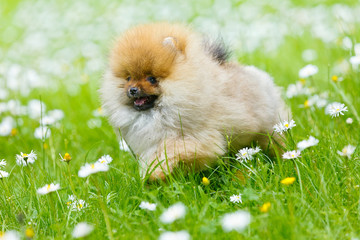Happy German Pomeranian puppy runs through the field with daisies