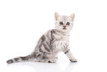 Cute American Shorthair kitten