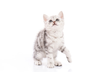 Obraz premium Cute American Shorthair kitten