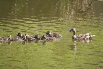 Утка с утятами