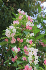 ニシキウツギの花(宮城県)