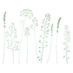 Meadow grasses, herbs and flowers silhouettes.