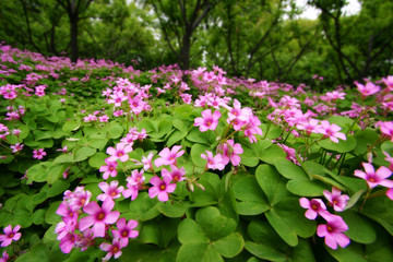 Pink flowers field with green leaves and garden