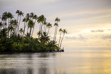 Panele Szklane Podświetlane  paysage palmier et mer 
