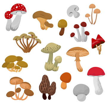 Fresh autumn mushrooms and toadstools cartoon vector set