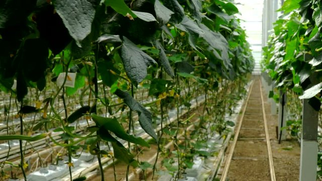 Growing cucumbers in the greenhouse by method of drip irrigation. Smooth camera movement.