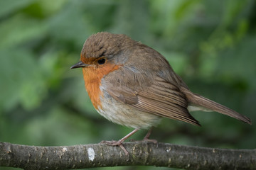 Plump Robin