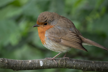 Plump Robin